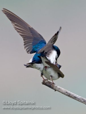 Tree Swallow