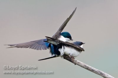 Tree Swallow