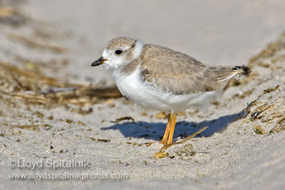 Piping Plover 