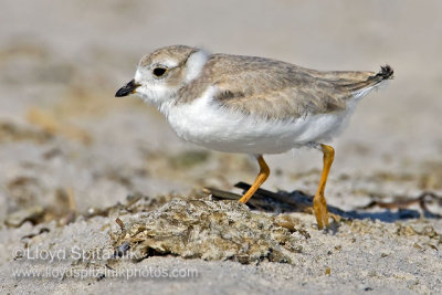 Piping Plover (juvenile)