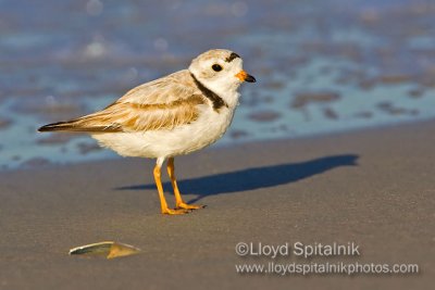 Piping Plover (breeding male)