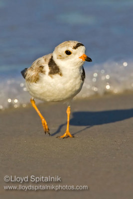 Piping Plover 