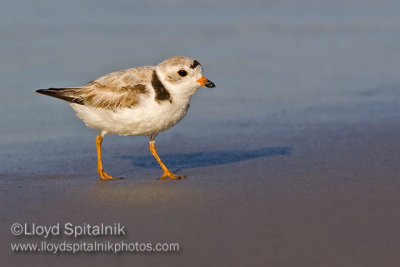 Piping Plover