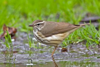 Louisiana Waterthrush