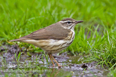 Louisiana Waterthrush