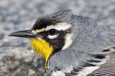 Yellow-throated Warbler