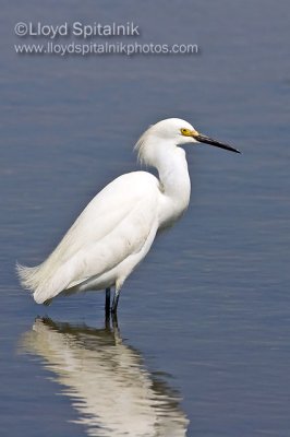 Snowy Egret