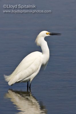 Snowy Egret