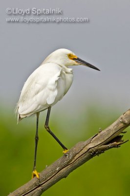 Snowy Egret