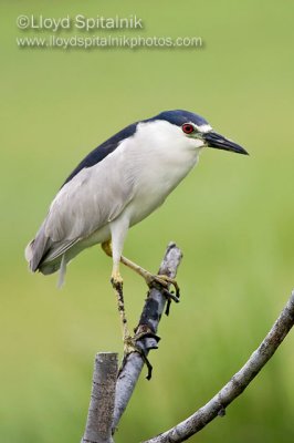 Black-crowned Night-Heron