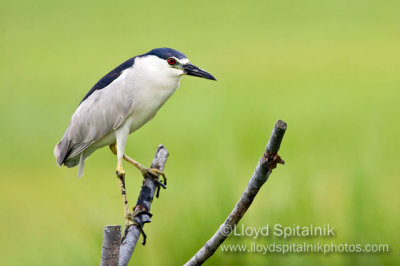 Black-crowned Night-Heron