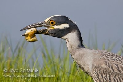 Yellow-crowned Night-Heron