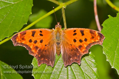 Eastern Comma