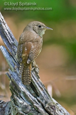 House Wren