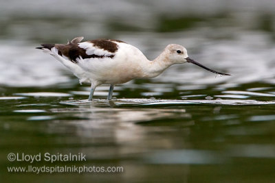 American Avocet