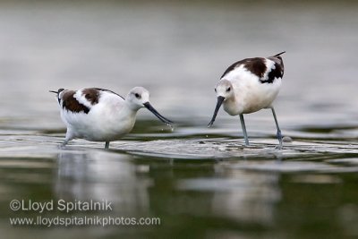 American Avocet