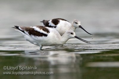 American Avocet