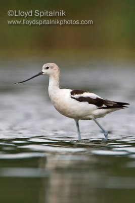 American Avocet