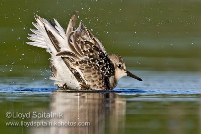 Sanderling
