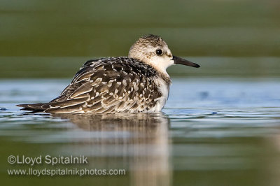 Sanderling (juvenile)