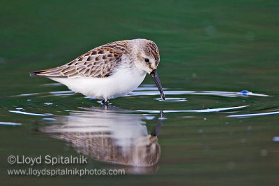 Western Sandpiper