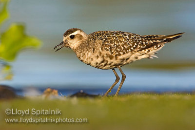 American Golden-Plover