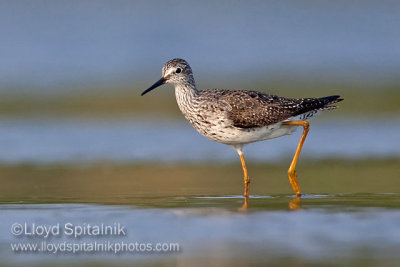 Lesser Yellowlegs