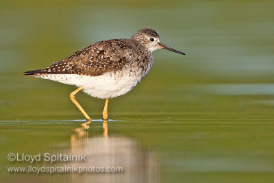 Lesser Yellowlegs