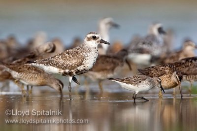 Black-bellied Plover with White-rumped Sandpiper