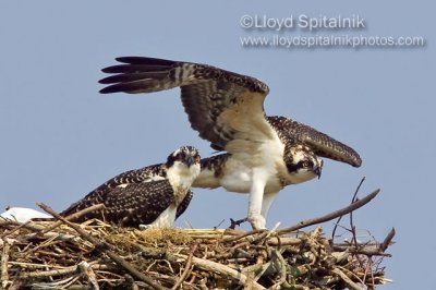 Osprey