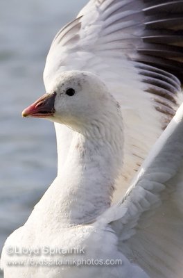 Ross's Goose