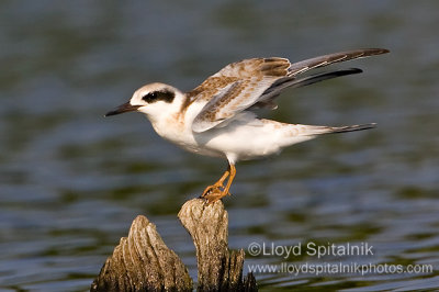 Forsters Tern (juvenile)