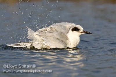 Forster's Tern