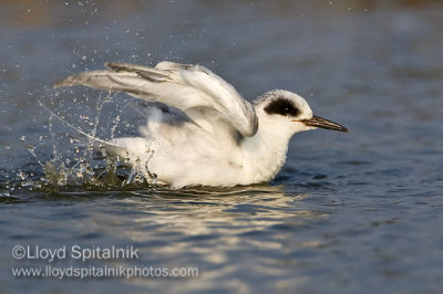 Forster's Tern