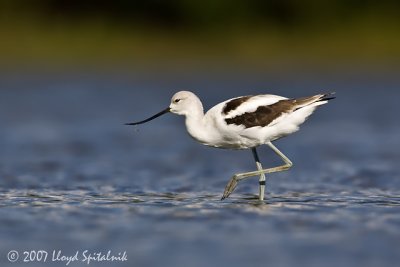 American Avocet