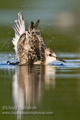 Sanderling