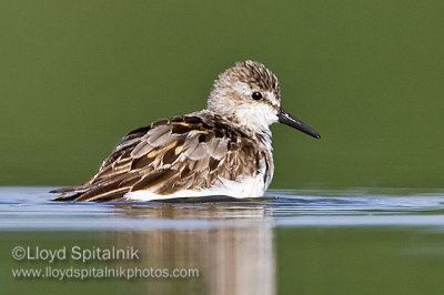 Semipalmated Sandpiper