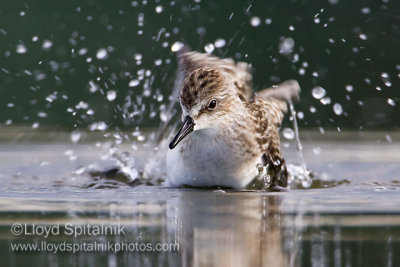 Semipalmated Sandpiper