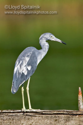 Little Blue Heron