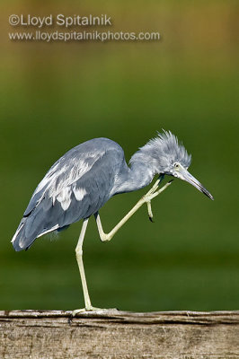 Little Blue Heron