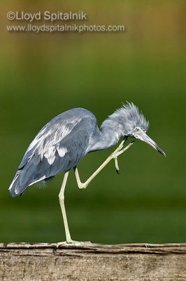 Little Blue Heron