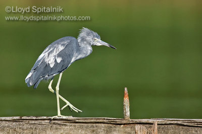 Little Blue Heron (immature)