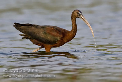 Glossy Ibis