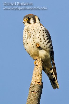 American Kestrel