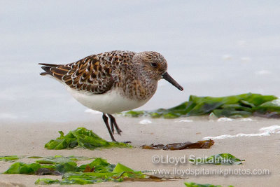 Sanderling