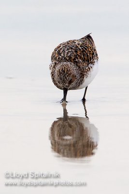 Sanderling