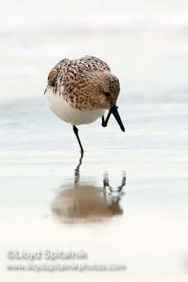 Sanderling