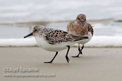 Sanderling