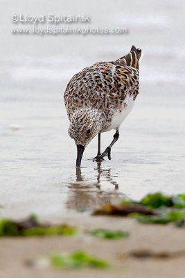 Sanderling