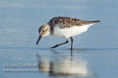 Sanderling
